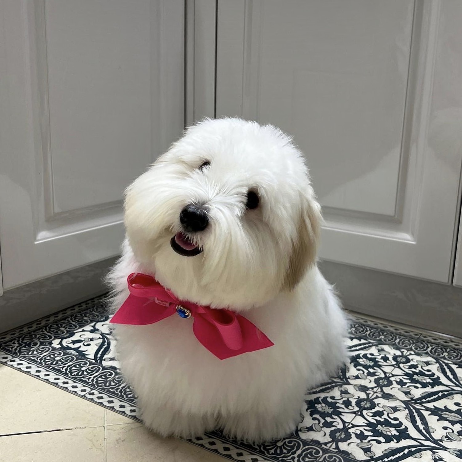 Pet Bow Tie Collar